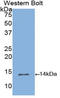 Inhibin Subunit Beta B antibody, LS-C299278, Lifespan Biosciences, Western Blot image 