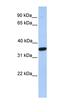 Monoacylglycerol O-Acyltransferase 1 antibody, orb325566, Biorbyt, Western Blot image 