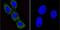 ADP Ribosylation Factor 1 antibody, NB300-505, Novus Biologicals, Immunofluorescence image 