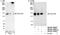 Chromatin Assembly Factor 1 Subunit A antibody, NB100-74608, Novus Biologicals, Western Blot image 