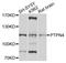 Protein Tyrosine Phosphatase Non-Receptor Type 4 antibody, STJ26538, St John