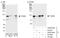 Elongin A antibody, A300-942A, Bethyl Labs, Western Blot image 