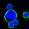 ISL LIM Homeobox 1 antibody, abx011019, Abbexa, Enzyme Linked Immunosorbent Assay image 