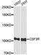 Colony Stimulating Factor 3 Receptor antibody, A7661, ABclonal Technology, Western Blot image 