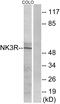 Tachykinin Receptor 3 antibody, A30848, Boster Biological Technology, Western Blot image 