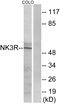 NK-3R antibody, A30848, Boster Biological Technology, Western Blot image 