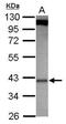 MTOR Associated Protein, LST8 Homolog antibody, GTX116747, GeneTex, Western Blot image 