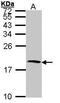 Cystatin S antibody, PA5-27249, Invitrogen Antibodies, Western Blot image 