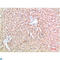 Transthyretin antibody, LS-C813255, Lifespan Biosciences, Immunohistochemistry paraffin image 