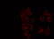MutY DNA Glycosylase antibody, GTX03359, GeneTex, Immunofluorescence image 