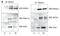 SHC-transforming protein 1 antibody, M00796, Boster Biological Technology, Immunoprecipitation image 