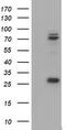 CCR4-NOT Transcription Complex Subunit 4 antibody, TA800051BM, Origene, Western Blot image 