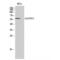 Family With Sequence Similarity 117 Member B antibody, LS-C381989, Lifespan Biosciences, Western Blot image 