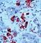 Thyroid Stimulating Hormone Subunit Beta antibody, PA1-39448, Invitrogen Antibodies, Immunohistochemistry frozen image 