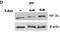 HIF3-alpha antibody, NBP1-03155, Novus Biologicals, Western Blot image 