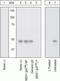 Mitogen-Activated Protein Kinase Kinase 1 antibody, 44-460G, Invitrogen Antibodies, Western Blot image 