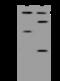 RNA Binding Motif Protein 15 antibody, 200251-T34, Sino Biological, Western Blot image 
