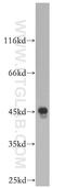 Elongation of very long chain fatty acids protein 6 antibody, 21160-1-AP, Proteintech Group, Western Blot image 