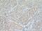 Cytochrome P450 20A1 antibody, 16702-1-AP, Proteintech Group, Immunohistochemistry frozen image 
