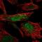 SMC5-SMC6 Complex Localization Factor 2 antibody, NBP2-55821, Novus Biologicals, Immunofluorescence image 