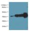 WD Repeat Domain 61 antibody, LS-C379562, Lifespan Biosciences, Western Blot image 