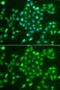 Ubiquitin C-Terminal Hydrolase L5 antibody, PA5-76316, Invitrogen Antibodies, Immunofluorescence image 