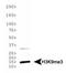 Histone Cluster 2 H3 Family Member D antibody, NB21-1073, Novus Biologicals, Western Blot image 