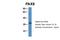 Paired Box 5 antibody, 28-164, ProSci, Immunohistochemistry paraffin image 