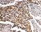 SMAD Family Member 5 antibody, PA5-80039, Invitrogen Antibodies, Immunohistochemistry paraffin image 