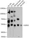 Leukocyte Immunoglobulin Like Receptor A1 antibody, 14-264, ProSci, Western Blot image 