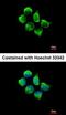 Sorting Nexin 12 antibody, orb73842, Biorbyt, Immunofluorescence image 