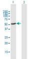 Interferon Induced Protein 44 antibody, H00010561-B01P, Novus Biologicals, Western Blot image 