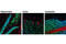 Neuronal Nuclei antibody, 12943T, Cell Signaling Technology, Immunofluorescence image 