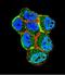 Serine/Threonine Kinase 11 antibody, LS-C100773, Lifespan Biosciences, Immunofluorescence image 