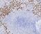 Lactotransferrin antibody, NBP2-80463, Novus Biologicals, Immunohistochemistry paraffin image 