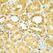 Calcium Binding And Coiled-Coil Domain 1 antibody, 23-331, ProSci, Immunohistochemistry frozen image 