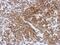 CD99 Molecule (Xg Blood Group) antibody, PA5-29710, Invitrogen Antibodies, Immunohistochemistry paraffin image 