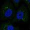 Coagulation Factor III, Tissue Factor antibody, NBP2-55950, Novus Biologicals, Immunocytochemistry image 