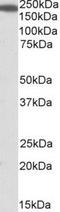 IQ Motif Containing GTPase Activating Protein 1 antibody, NBP1-51980, Novus Biologicals, Western Blot image 