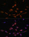 P21 (RAC1) Activated Kinase 3 antibody, 16-809, ProSci, Immunofluorescence image 