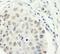 Zinc Finger CCCH-Type Containing 11A antibody, NB100-74651, Novus Biologicals, Immunohistochemistry frozen image 