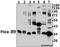 Homeobox B9 antibody, A05689, Boster Biological Technology, Western Blot image 
