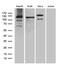 Ubiquitin Like Modifier Activating Enzyme 7 antibody, M08637-1, Boster Biological Technology, Western Blot image 