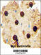 Ornithine Decarboxylase Antizyme 2 antibody, 55-401, ProSci, Immunohistochemistry paraffin image 