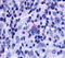 G Protein-Coupled Receptor 65 antibody, MBS243189, MyBioSource, Immunohistochemistry frozen image 