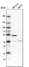 Ras Association Domain Family Member 9 antibody, PA5-58878, Invitrogen Antibodies, Western Blot image 