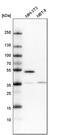 Ras Association Domain Family Member 9 antibody, PA5-58878, Invitrogen Antibodies, Western Blot image 