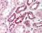 Notch Receptor 2 antibody, 49-458, ProSci, Enzyme Linked Immunosorbent Assay image 