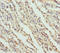 Flavin Containing Dimethylaniline Monoxygenase 5 antibody, LS-C682116, Lifespan Biosciences, Immunohistochemistry paraffin image 