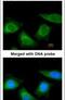 Serpin Family A Member 7 antibody, PA5-21992, Invitrogen Antibodies, Immunofluorescence image 